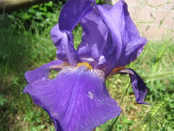 iris