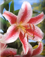 lilium bianco e rosso.jpg