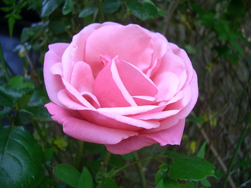 rose-5.jpg