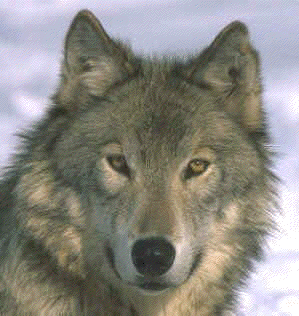 wolf1.gif